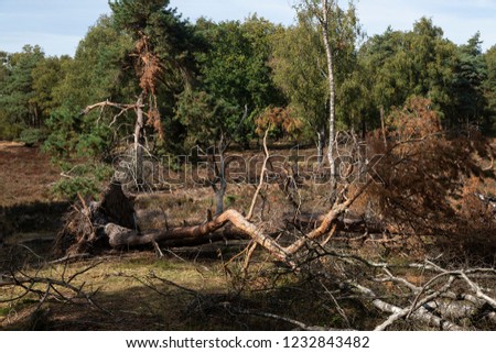 Trees blown down by strong wind, Maasduinen National Park; Limburg, Netherlands