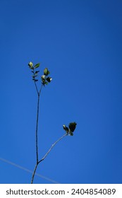 trees in the blue sky
