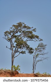 Trees with blue sky background                     