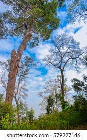 Trees with the blue sky background.