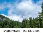 trees and blue sky cloud