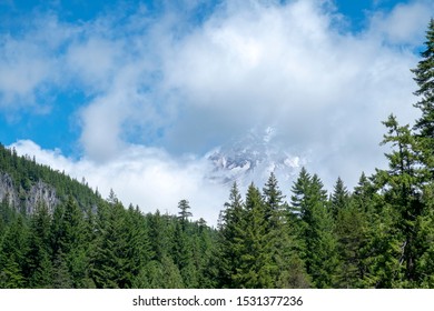 trees and blue sky cloud