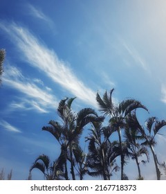 Trees With Bluesky Background So Beautiful