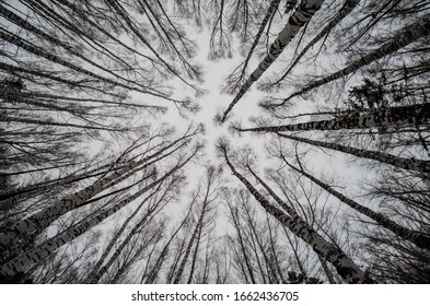 Trees bottom view up birch fishe sky background branches without leaves winter beauty - Powered by Shutterstock