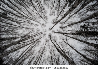 Trees bottom view up birch fishe sky background branches without leaves winter beauty - Powered by Shutterstock