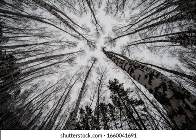 Trees bottom view up fishe sky background branches without leaves winter beauty - Powered by Shutterstock