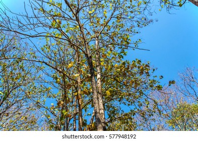 trees  branch 

