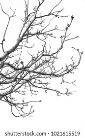 Naked Branches Tree Isolated On White Foto De Stock Shutterstock