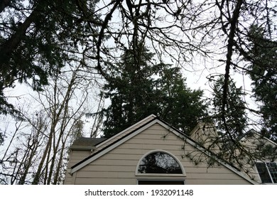 Trees branches overhanging a house