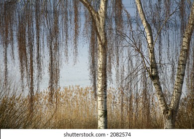 trees branches and trunks  against a lake in denmark in winter