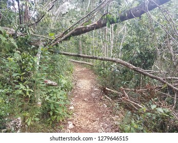 trees broken from hurricane Irma and Maria on a path in the Guajataca forest in Puerto Rico