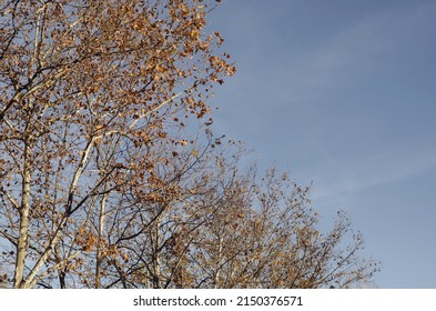 Trees With Brown Dry Leaves Against The Sky. Tall Sycamores In An Autumn Park. Leafy Season. No People.