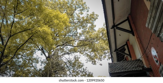 trees and building