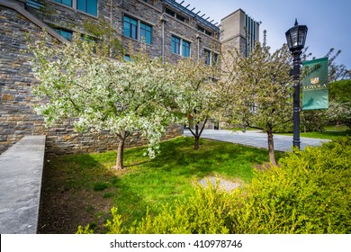 Trees And Buildings At Loyola University Maryland, In Baltimore, Maryland.