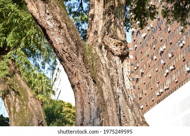 Trees And Buildings Make Up The Landscape In Catete, A Charming Neighborhood In Rio De Janeiro.