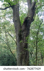 Trees and bushes