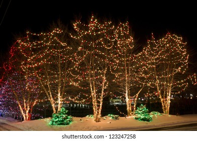 Trees And Bushes Decorated With Multicolored Holiday Lights