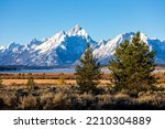 Trees and bushs in Willow Flats area with background of Grand Teton and Mount Moran mountain on sunny day.