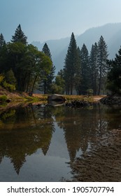 Trees By Bank Of Merced River At Yosemite National Park. Vertical Photo 