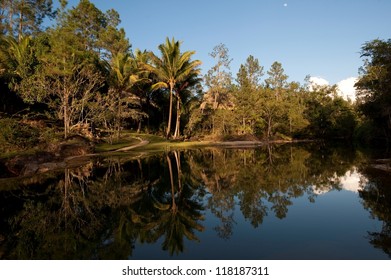 Trees By Pond In Mountain Pine Ridge Forest Reserve, Belize