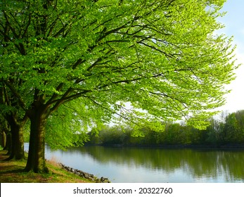 Trees By The River