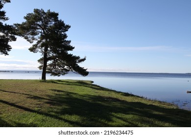 Trees By The Sea, Småland Sweden