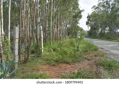 Trees by side of a road