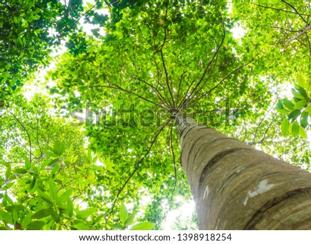 Trees can help offset the buildup of carbon dioxide in the air and reduce the greenhouse effect