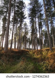 Trees Cannock Chase