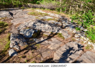 Trees casting long shadows over bedrock along hiking trail at Six Mile Lake during Summer