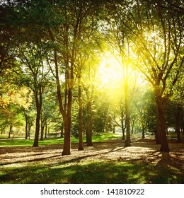 Trees In Central Park New York, USA.