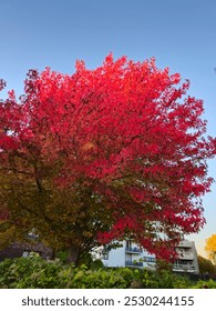 Trees changing color in autumn, trees turning yellow and red. Green landscape on a sunny day windows wallpaper. Beautiful landscape in countryside. Wide Angle Wallpaper or Web Banner. 