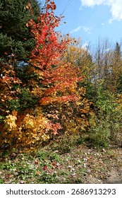 Trees changing color, fall in Quebec, Canada
