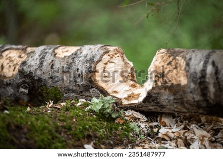 Trees and chips gnawed by beavers.