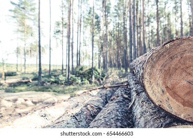 Trees chopped and stacked in forest - Shutterstock ID 654466603
