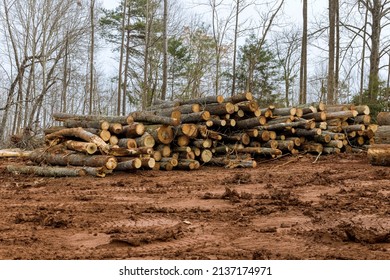 Trees Chopped And Stacked With Preparation Clearing Land New Residential Development Construction