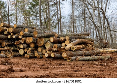 Trees Chopped And Stacked With Preparation Clearing Land New Residential Development Construction