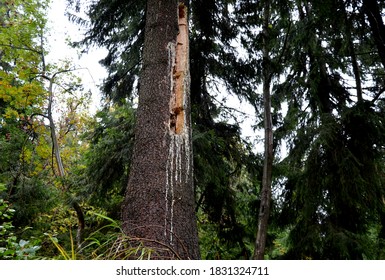 trees chopped woodpecker here looking for caterpillars and beetles living in dead spruce wood. Spruce is prevented by watering the wound with resin