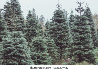 Trees At A Christmas Tree Farm
