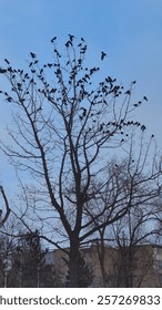 Trees Christmas tree sky clouds crows




