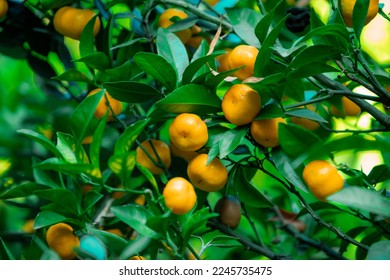trees with citrus fruits before harvest.  Ripe tangerines on tree  - Shutterstock ID 2245735475