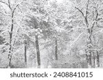 Trees in a city park during heavy snowfall