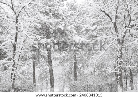 Trees in a city park during heavy snowfall