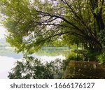 Trees close to a lake