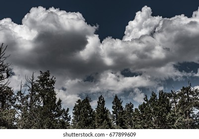 Trees and Clouds