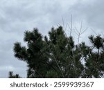 Trees and Clouds in the Forest

