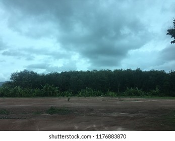 trees with cloudy sky