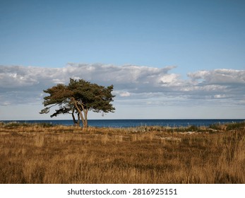 trees clustered close in an otherwise empty field in front of the ocean 