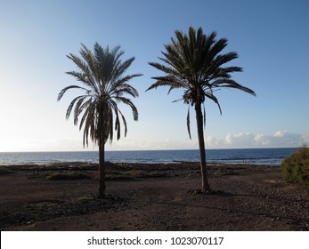 trees in the coast