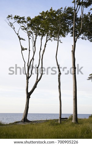 Strauch mit Booten und Bäumen vor abendlichem Ostseehorizont